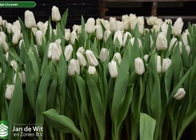 Tulipa Litouwen ® (2)